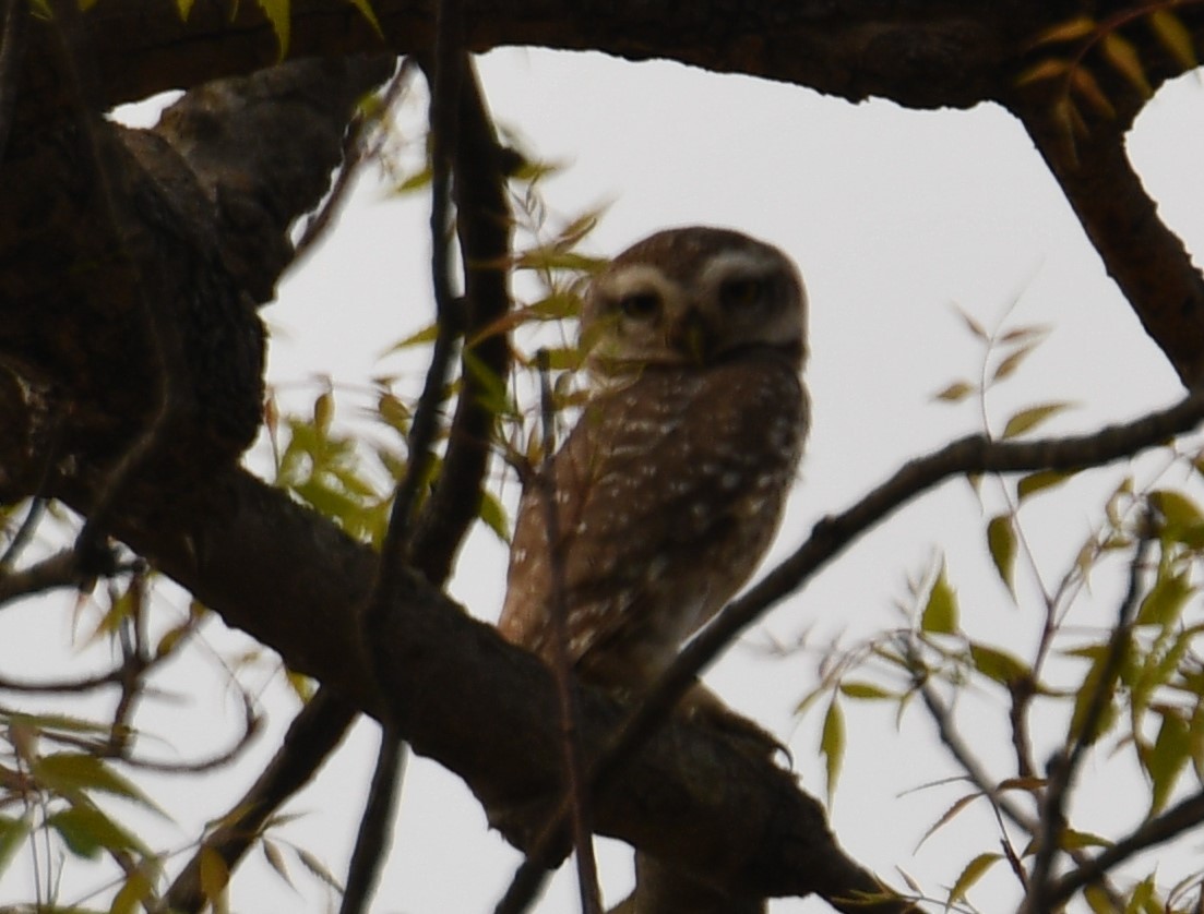 Spotted Owlet - ML636711256