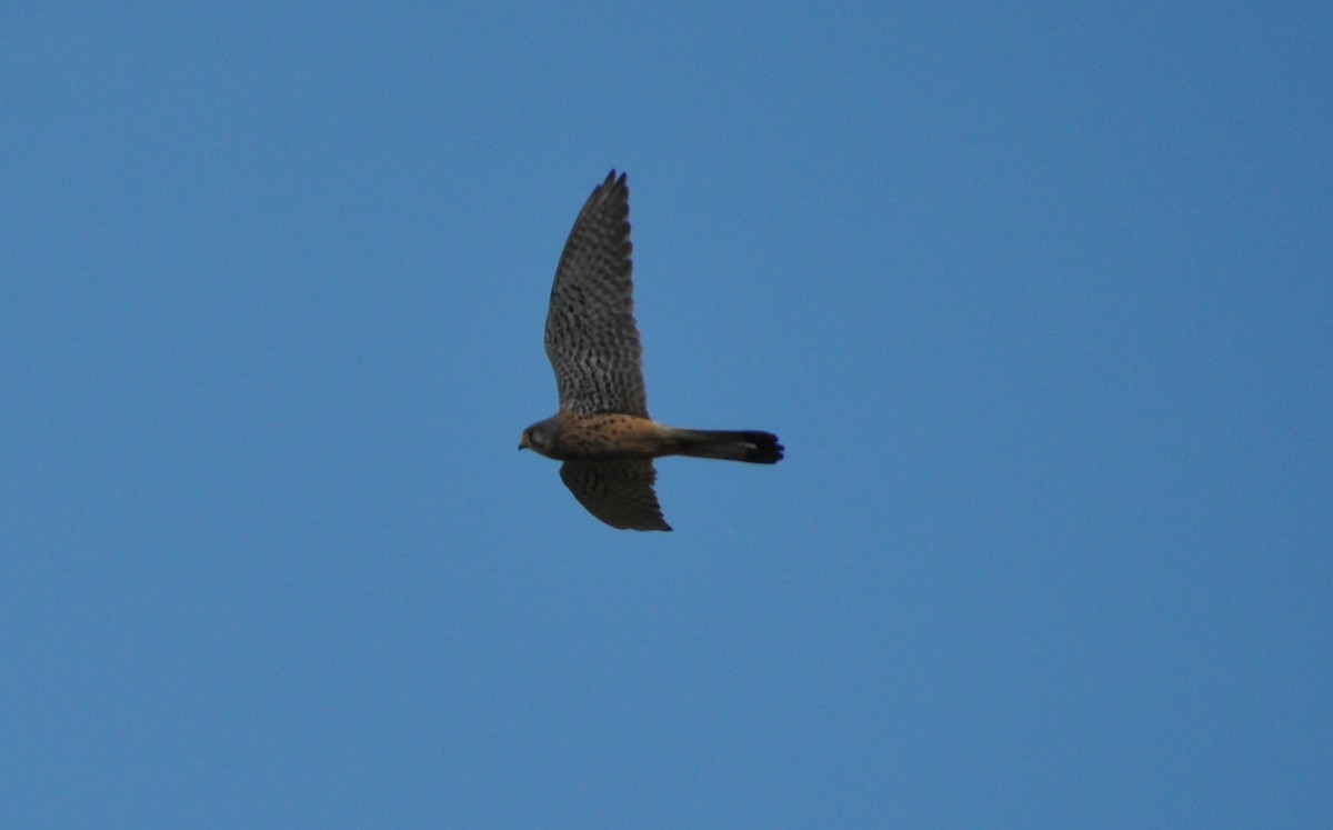 Eurasian Kestrel - ML636711260