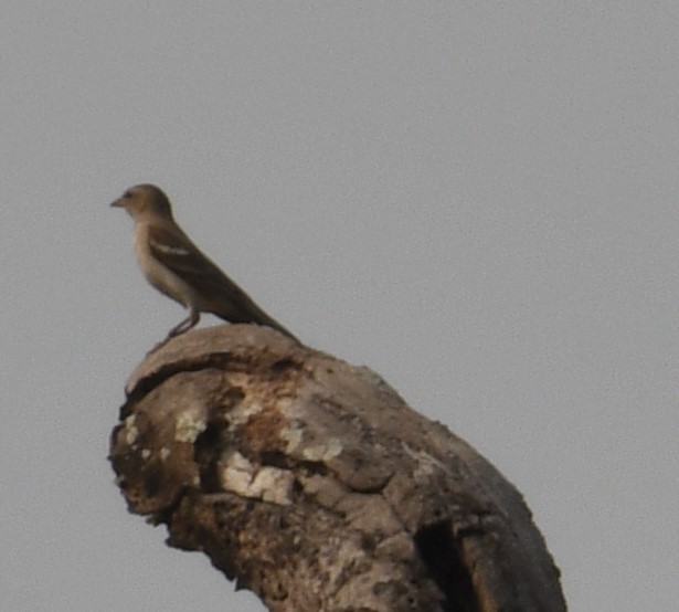 Yellow-throated Sparrow - ML636711268