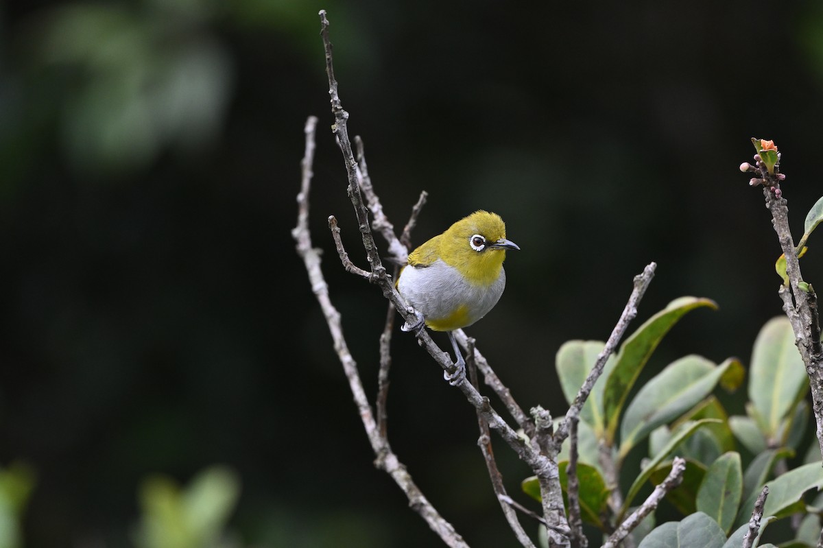 Hume's White-eye - ML636711298