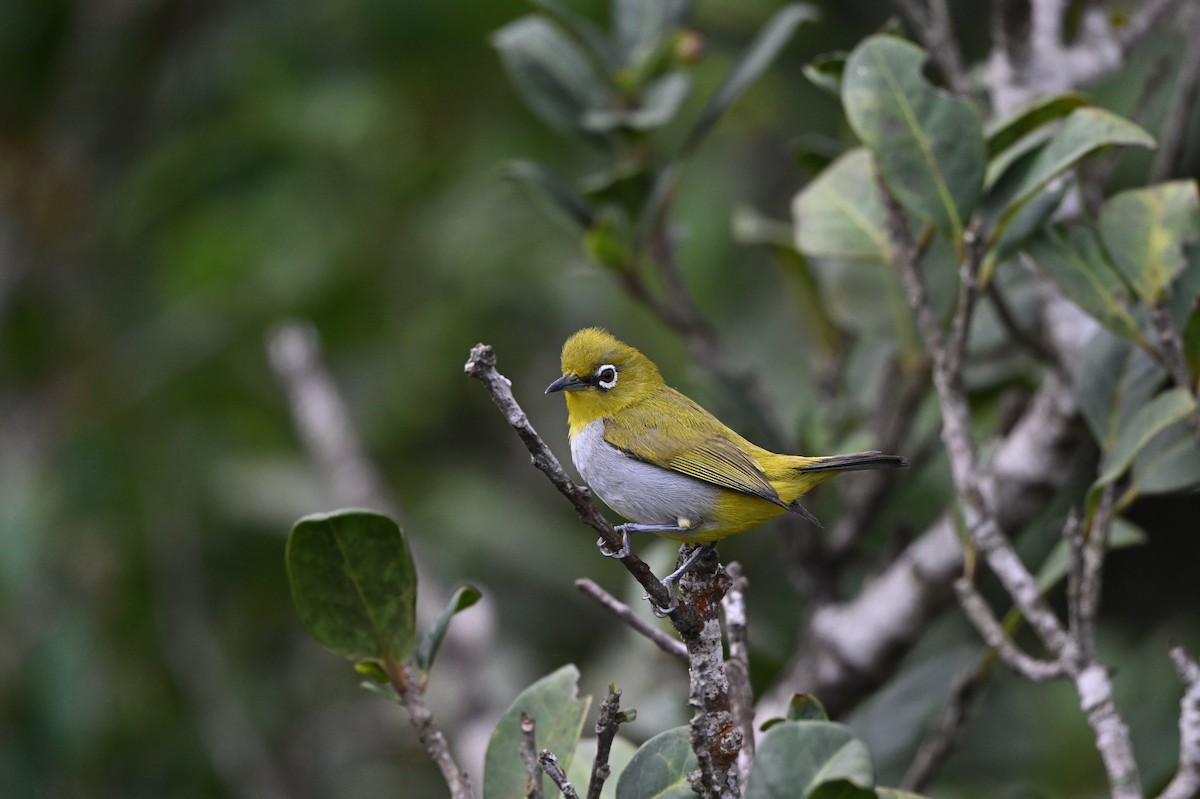 Hume's White-eye - ML636711300