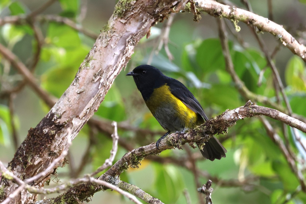 Black-and-yellow Silky-flycatcher - ML636711301