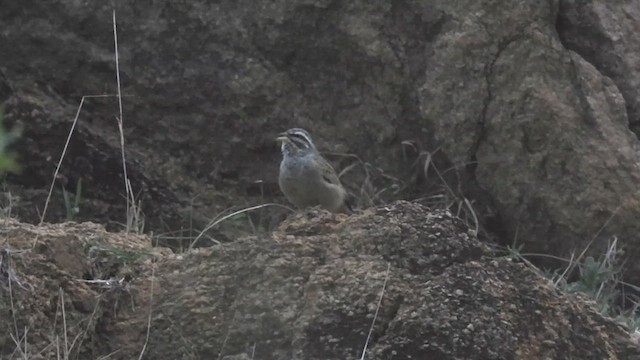 Striolated Bunting - ML636711302