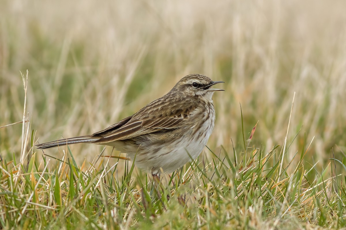 New Zealand Pipit - ML636711321