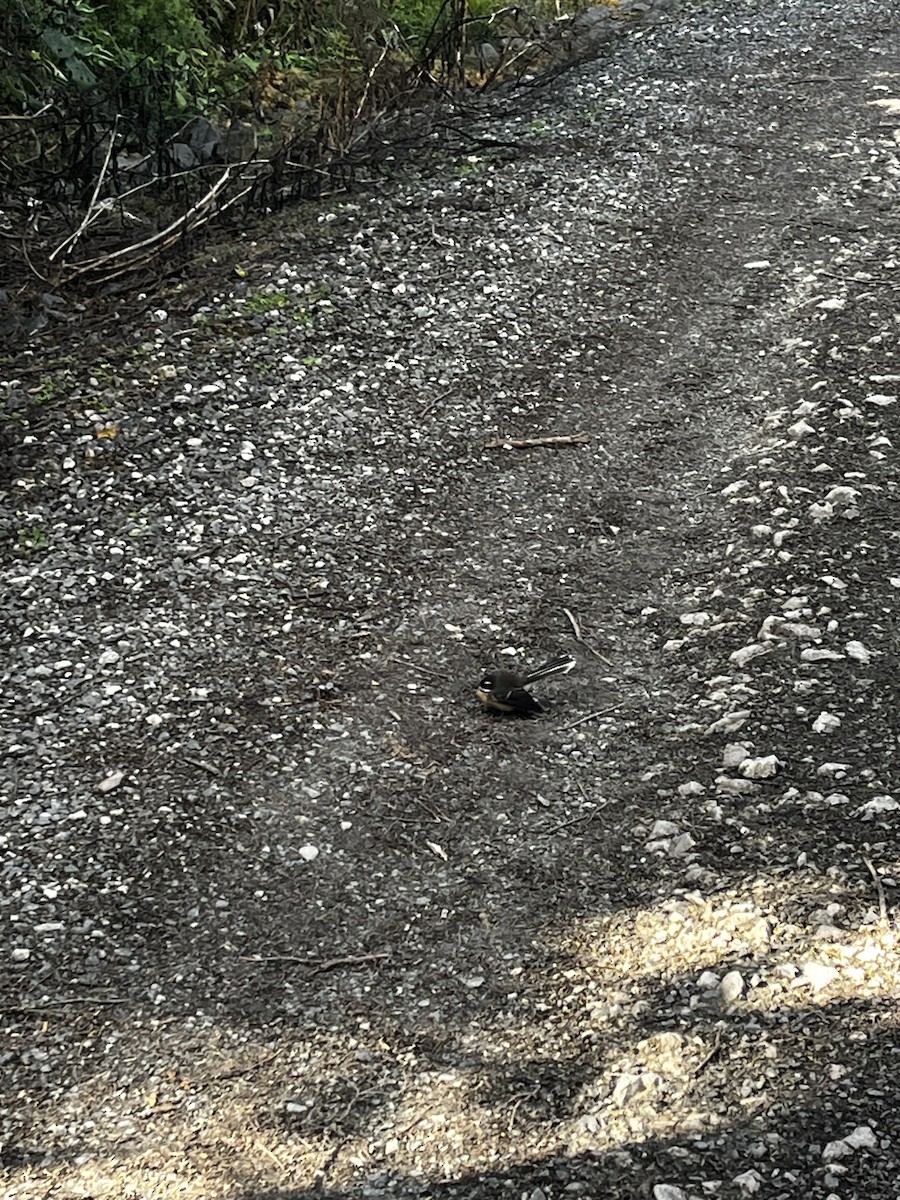 New Zealand Fantail - ML636711328