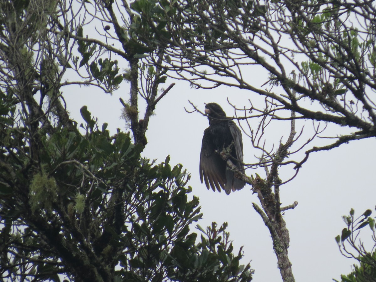 Greater Vasa Parrot - ML636711336
