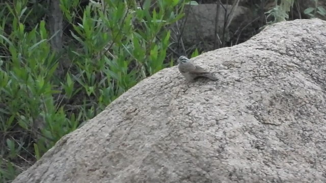 Striolated Bunting - ML636711348