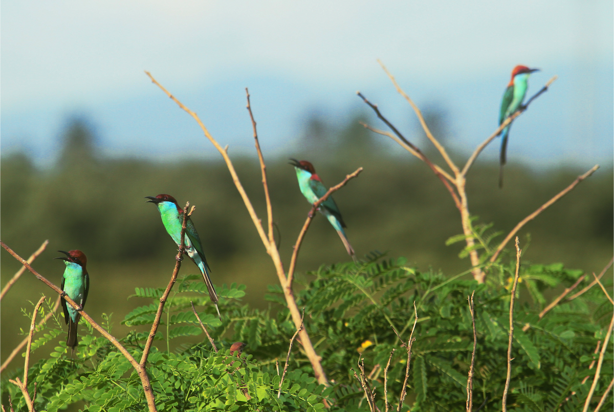 Rufous-crowned Bee-eater - ML636711394