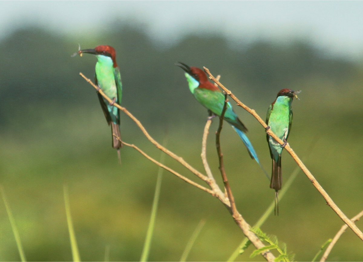 Rufous-crowned Bee-eater - ML636711455