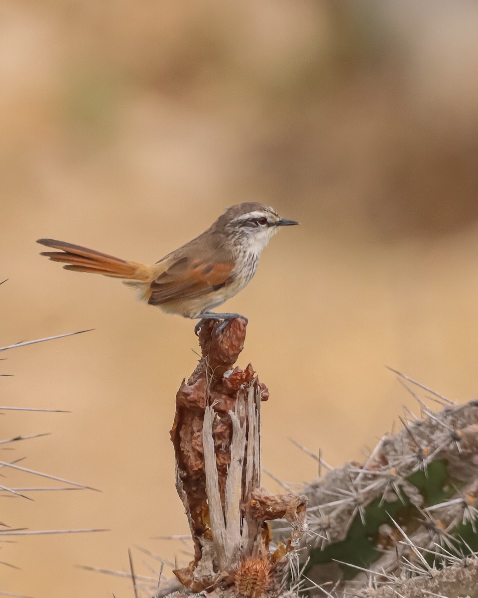 Necklaced Spinetail - ML636711475