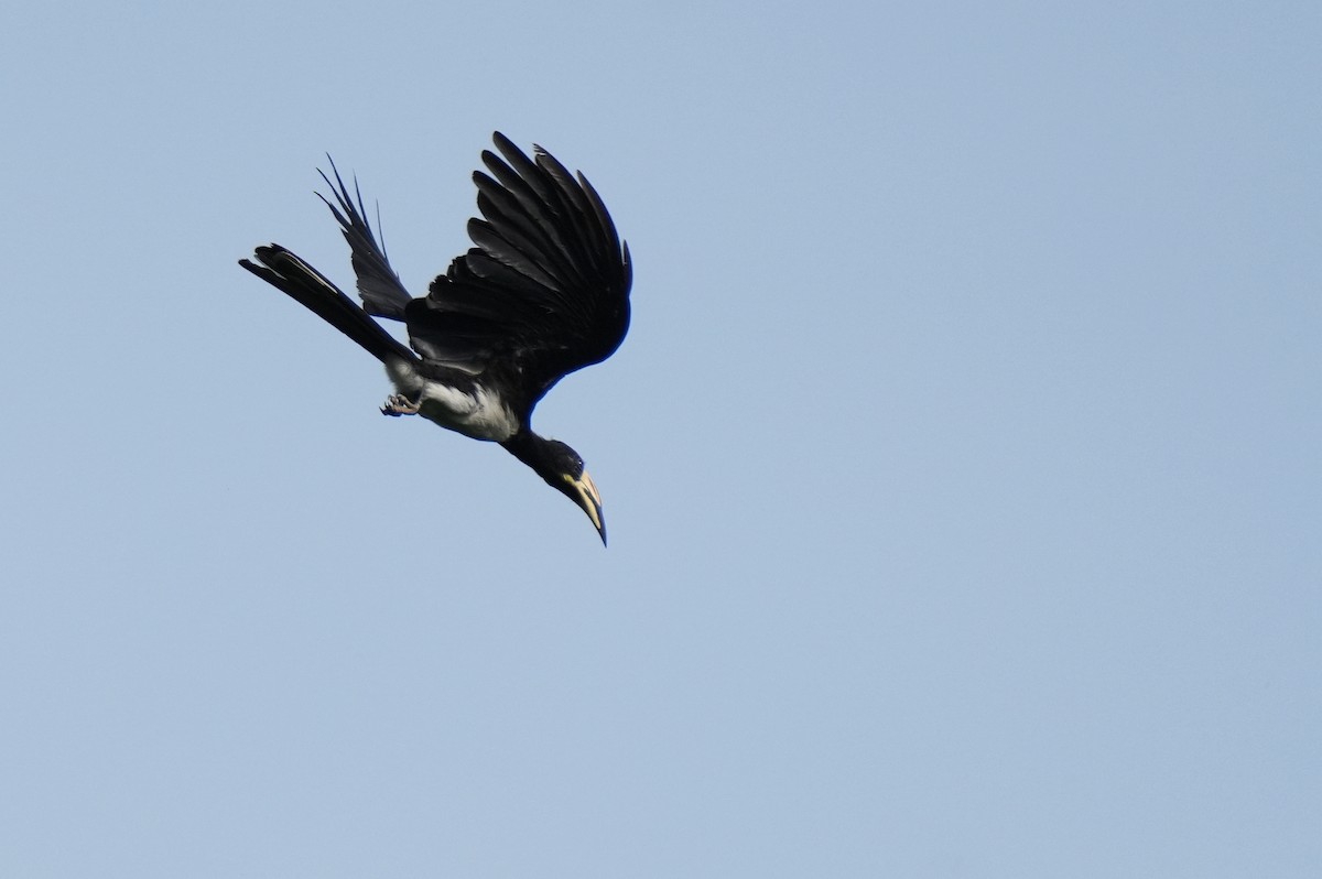 West African Pied Hornbill - ML636711476