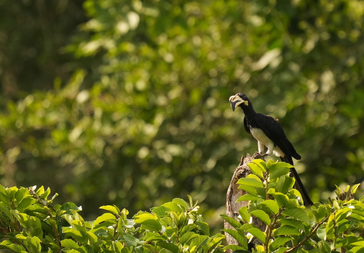 West African Pied Hornbill - ML636711482