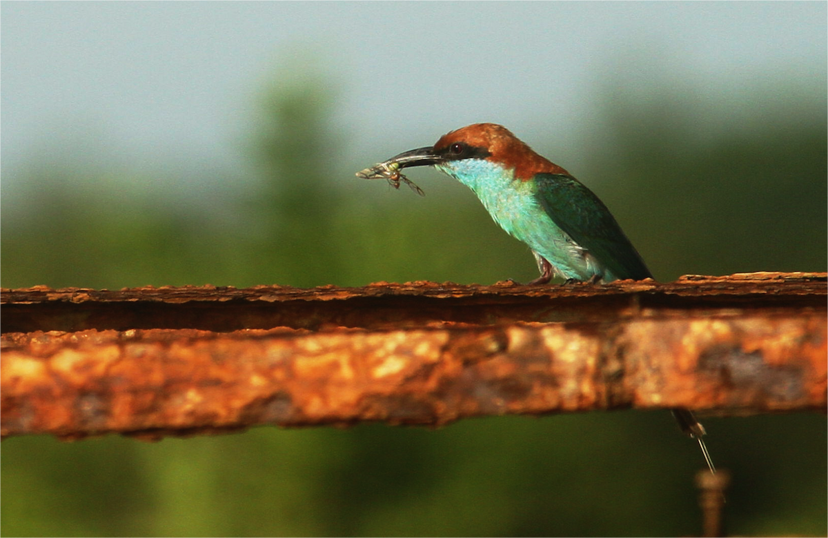 Rufous-crowned Bee-eater - ML636711492