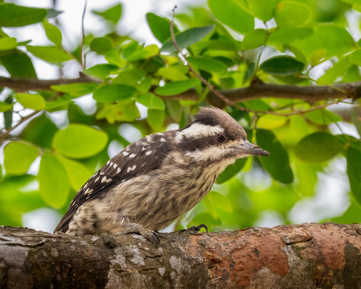 Sunda Pygmy Woodpecker - ML636711504