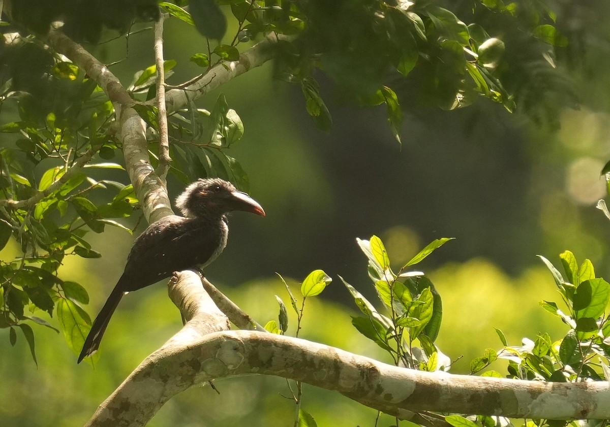 Western Dwarf Hornbill - ML636711520