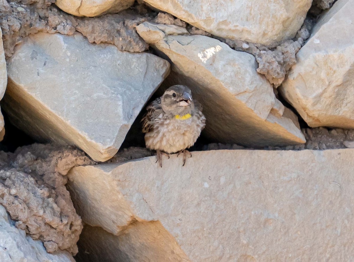 Rock Sparrow - ML636711532