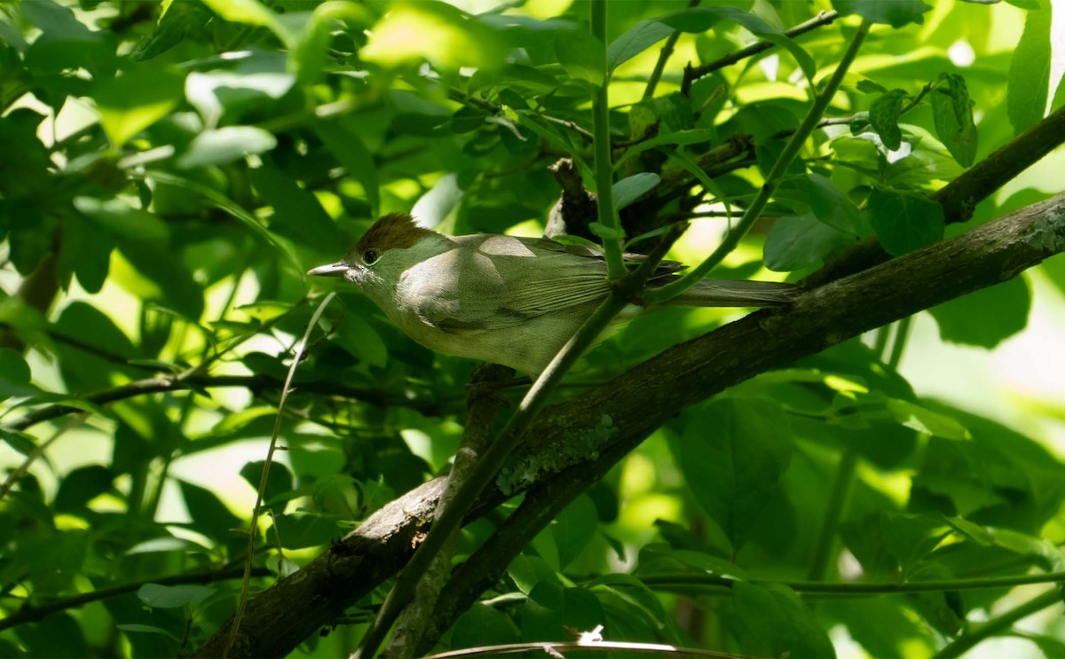 Eurasian Blackcap - ML636711534