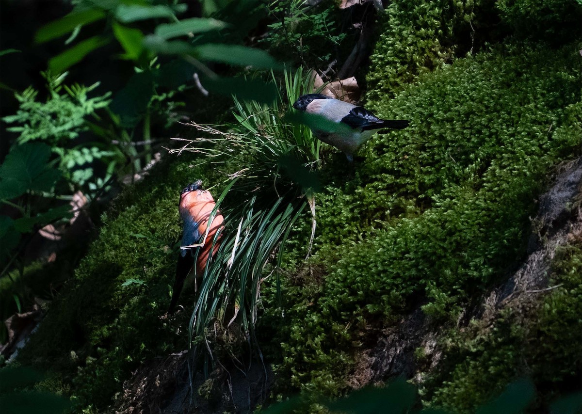 Eurasian Bullfinch - ML636711542