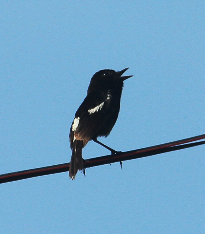 Pied Bushchat - ML636711559