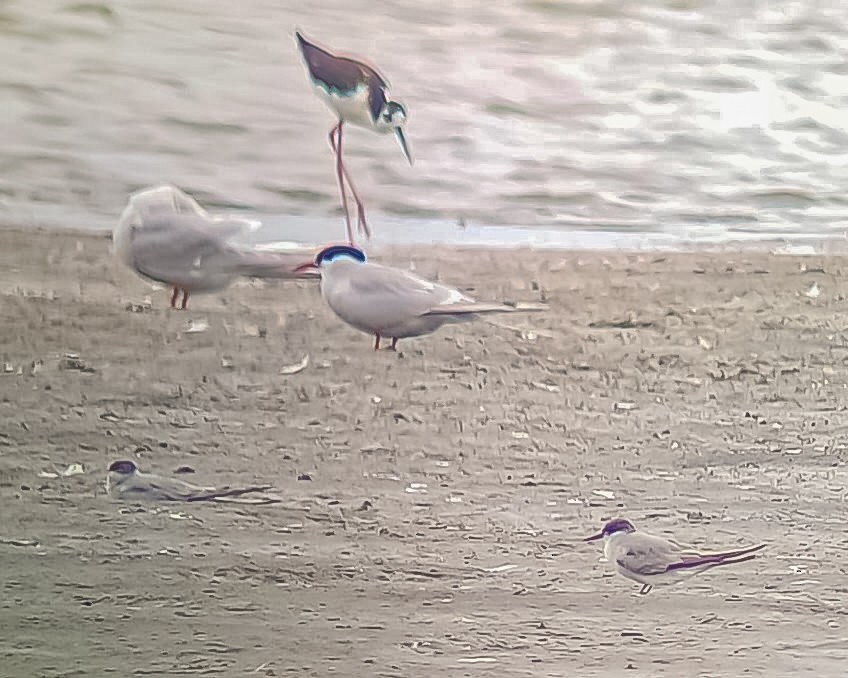 Peruvian Tern - ML636711560