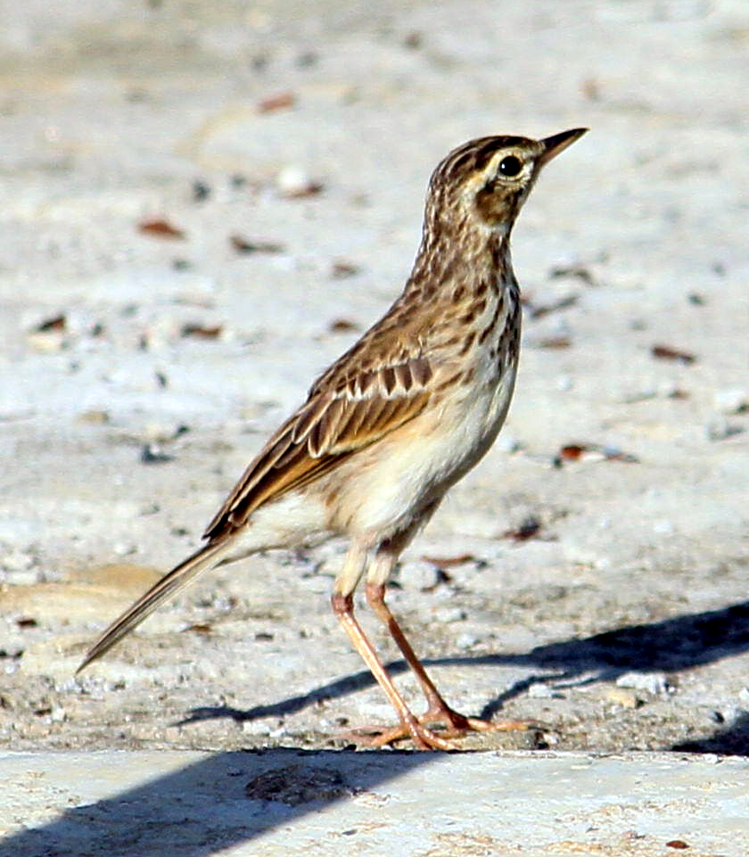 Paddyfield Pipit - ML636711561