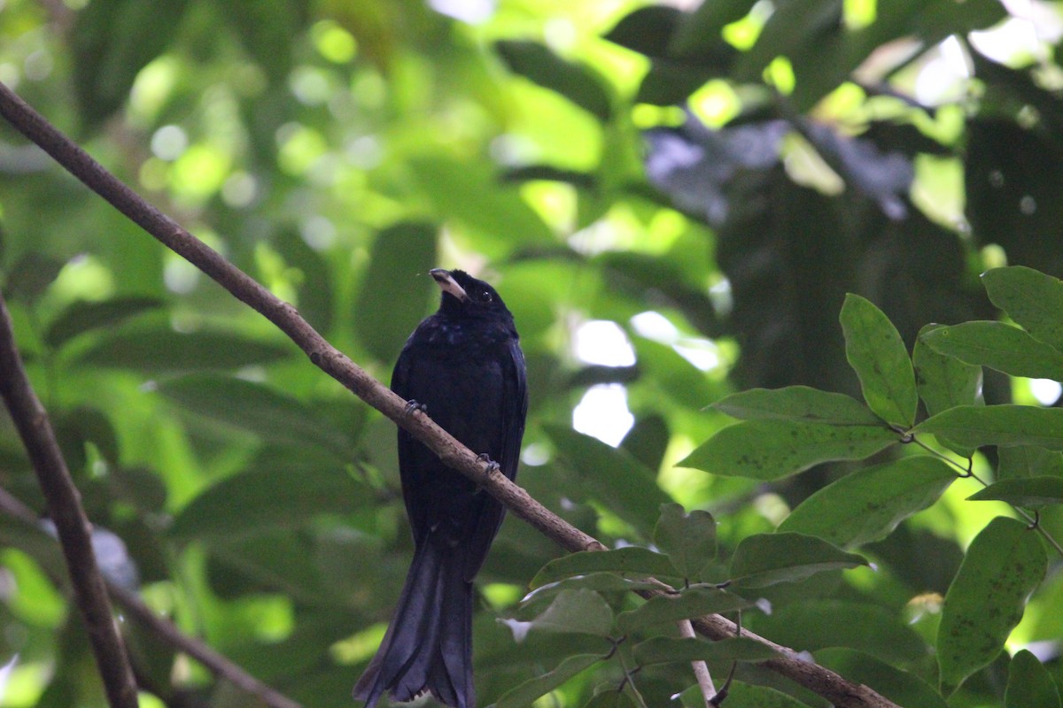 Greater Racket-tailed Drongo - ML636711614
