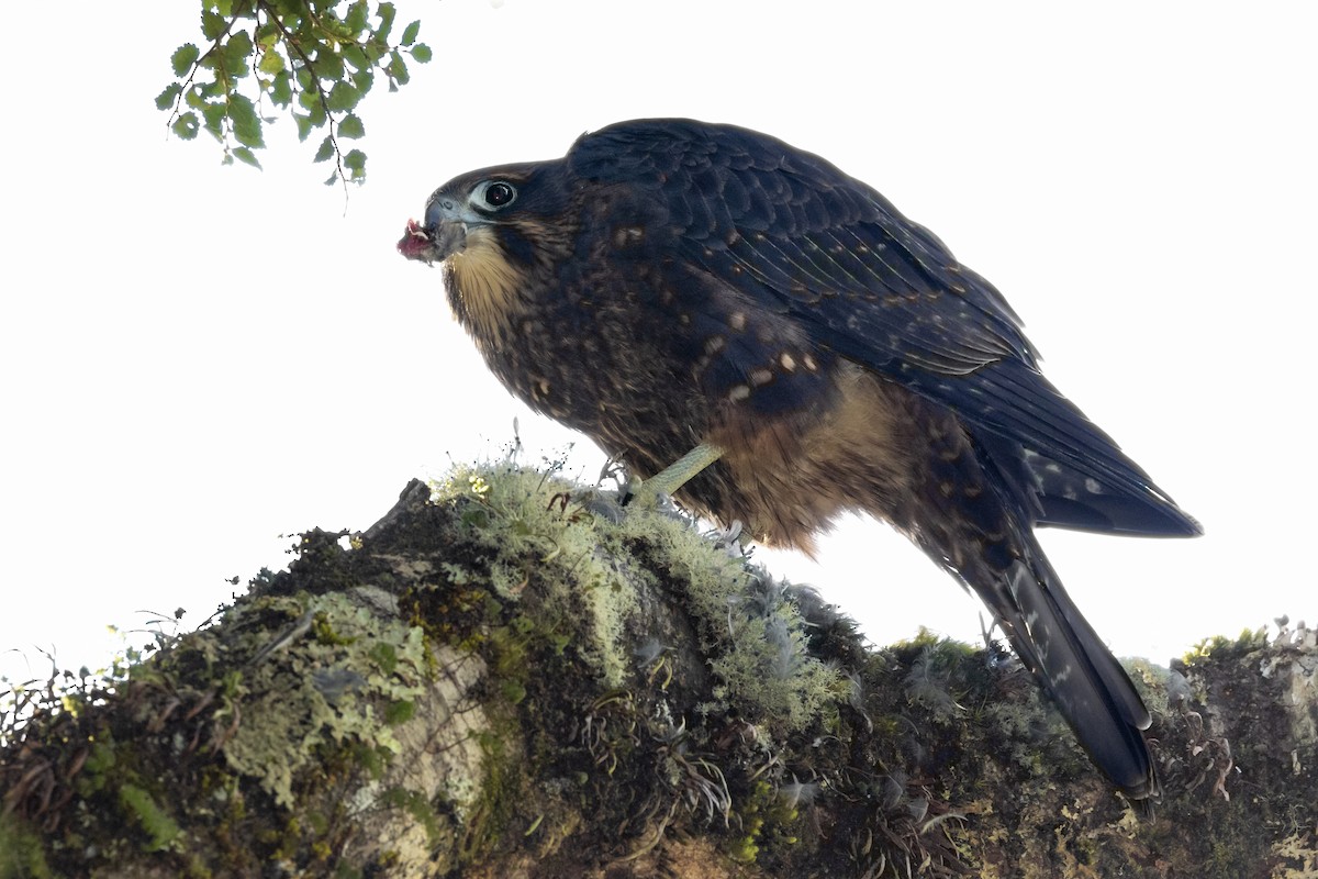 New Zealand Falcon - ML636711621