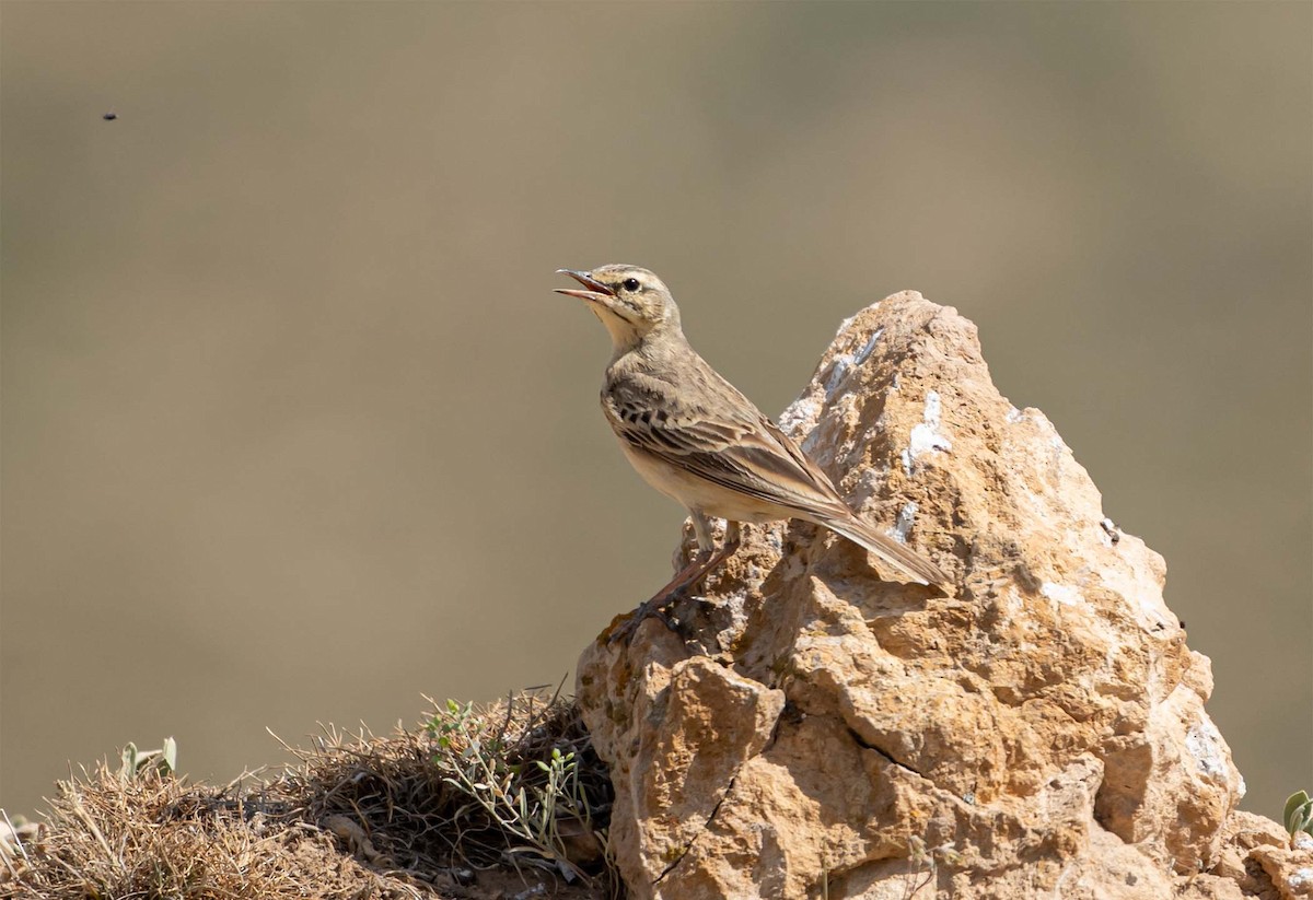 Tawny Pipit - ML636711645