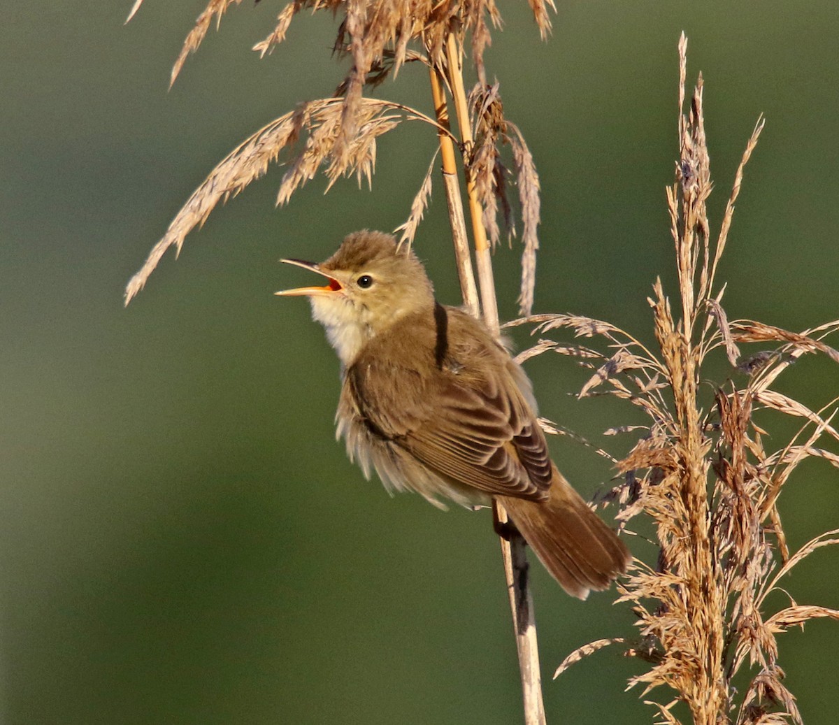 Marsh Warbler - ML636711674