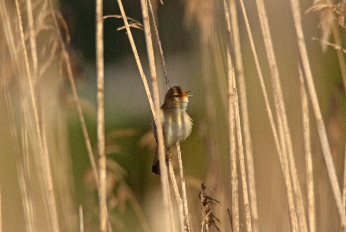 Marsh Warbler - ML636711675
