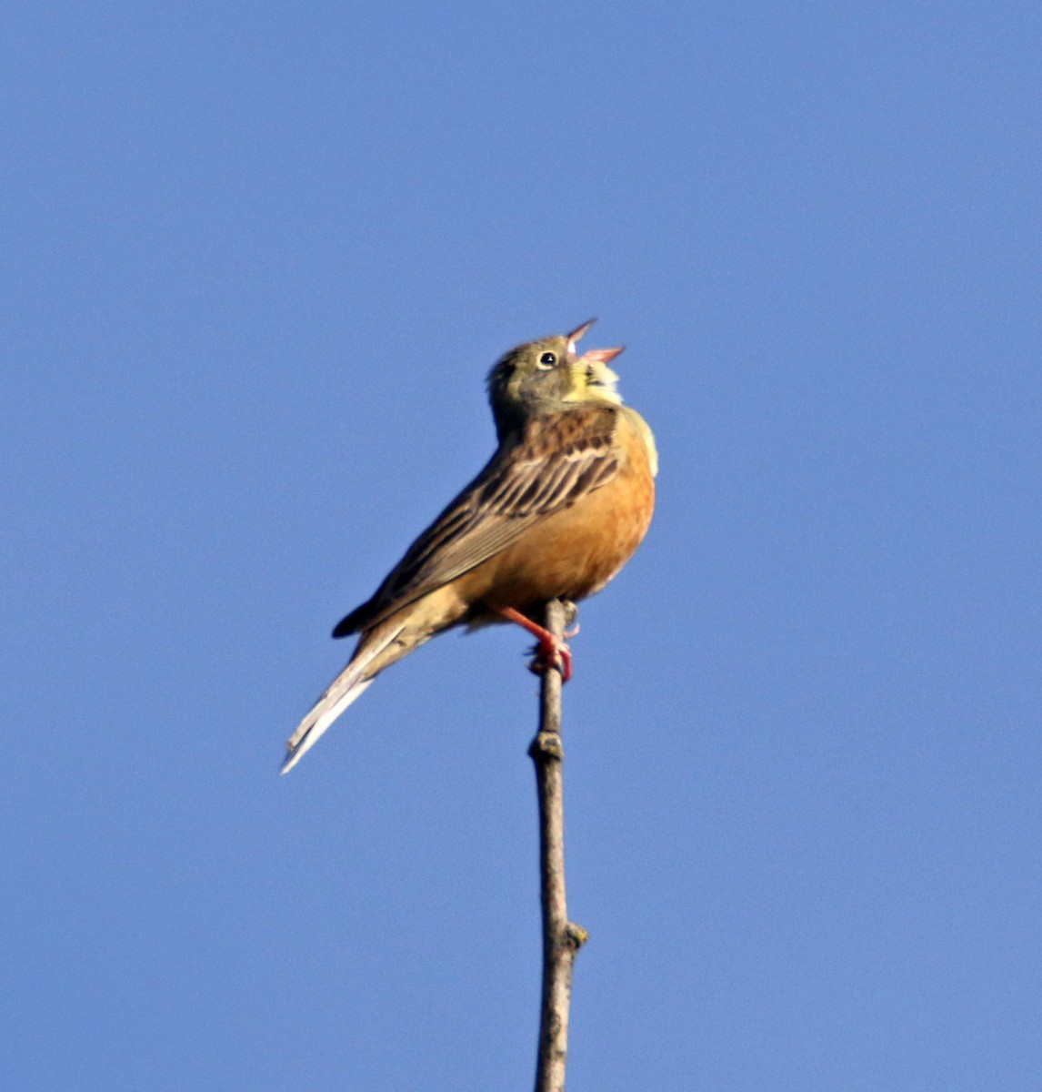 圃鵐 - ML636711702