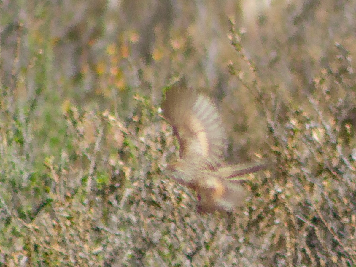 Streaked Tit-Spinetail - ML636711709