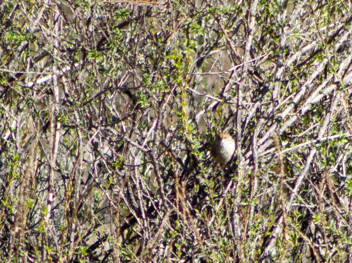 Streaked Tit-Spinetail - ML636711710