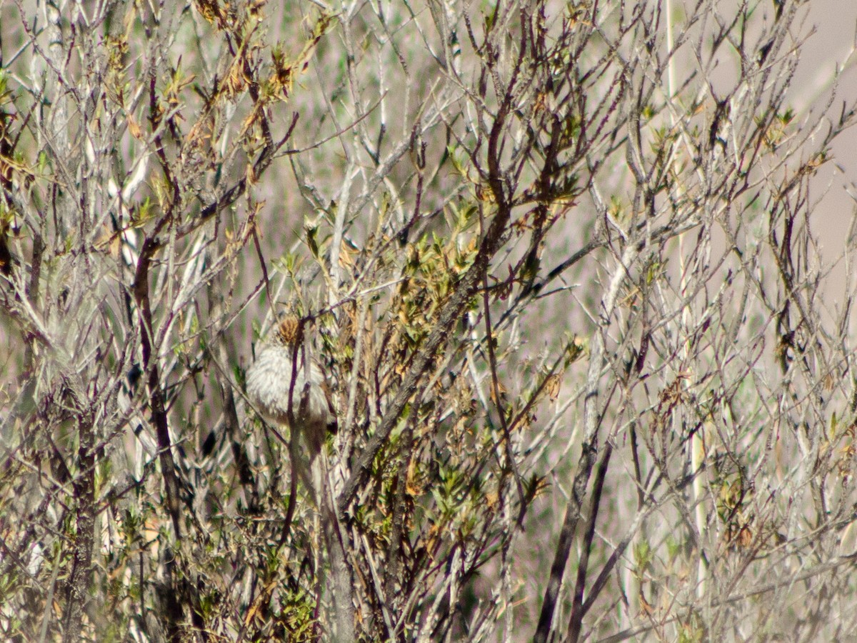 Streaked Tit-Spinetail - ML636711711