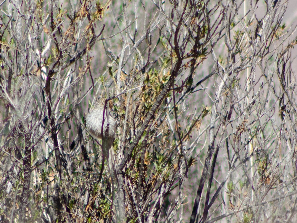 Streaked Tit-Spinetail - ML636711712