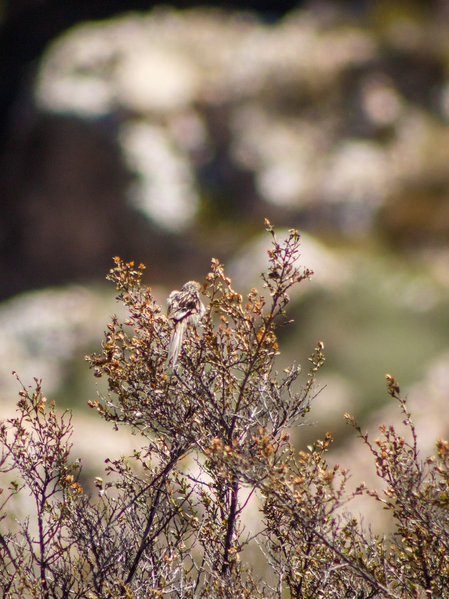 Streaked Tit-Spinetail - ML636711713