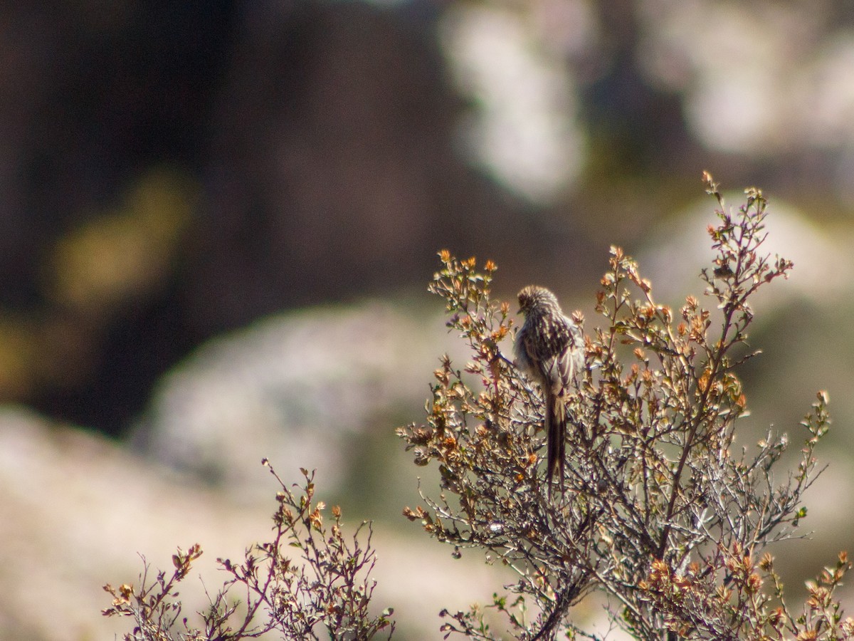 Streaked Tit-Spinetail - ML636711714