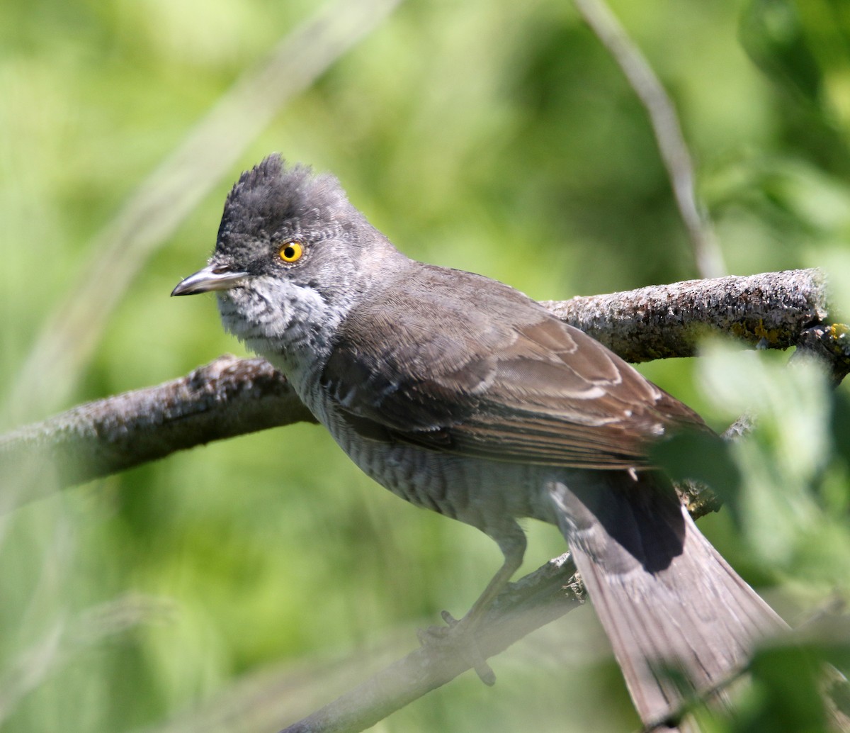 Barred Warbler - ML636711717