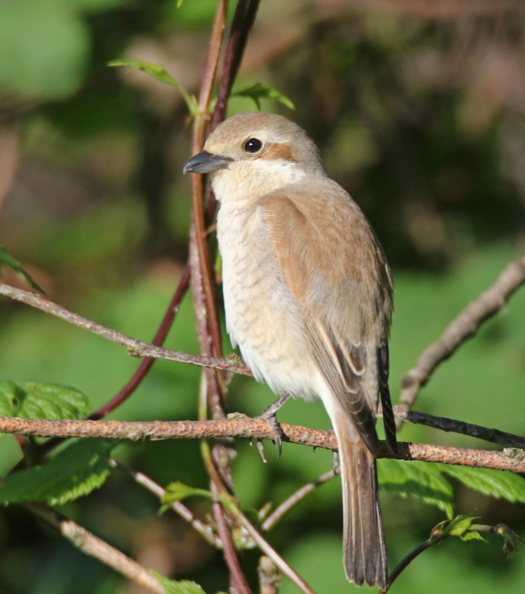 紅背伯勞 - ML636711727