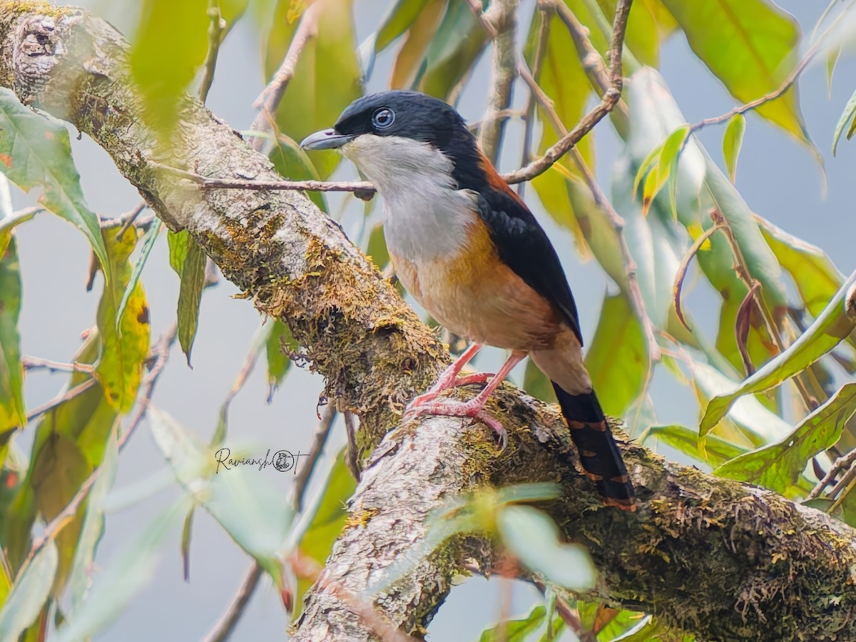 Black-headed Shrike-Babbler - ML636711743