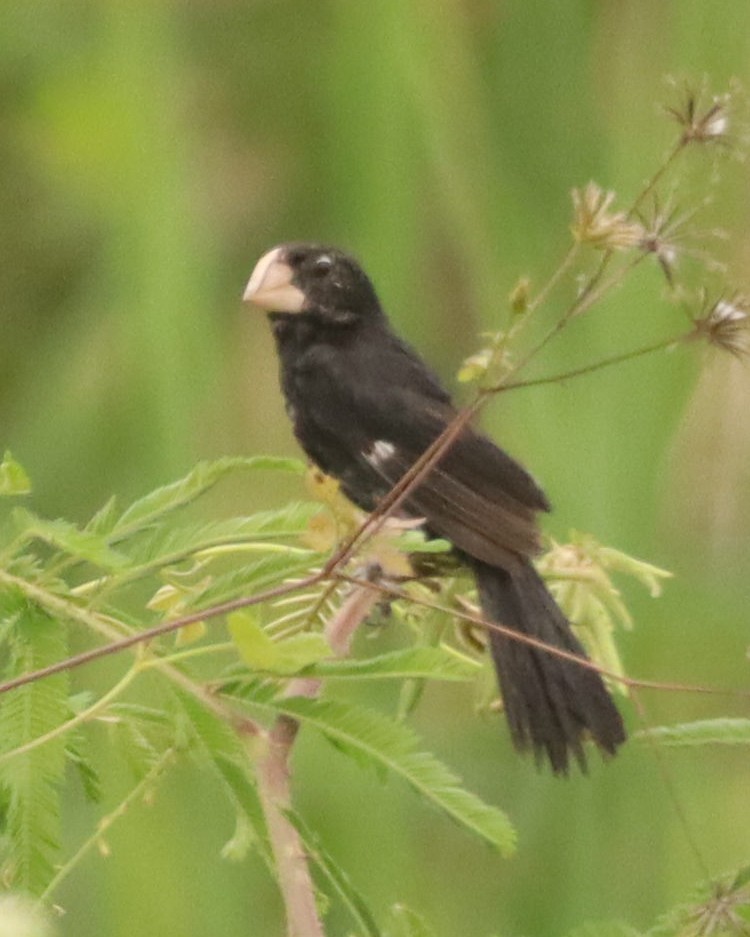 Large-billed Seed-Finch - ML636711761