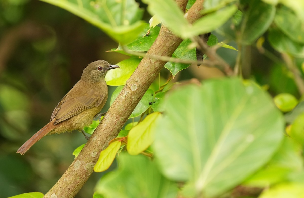 Gray Greenbul - ML636711788