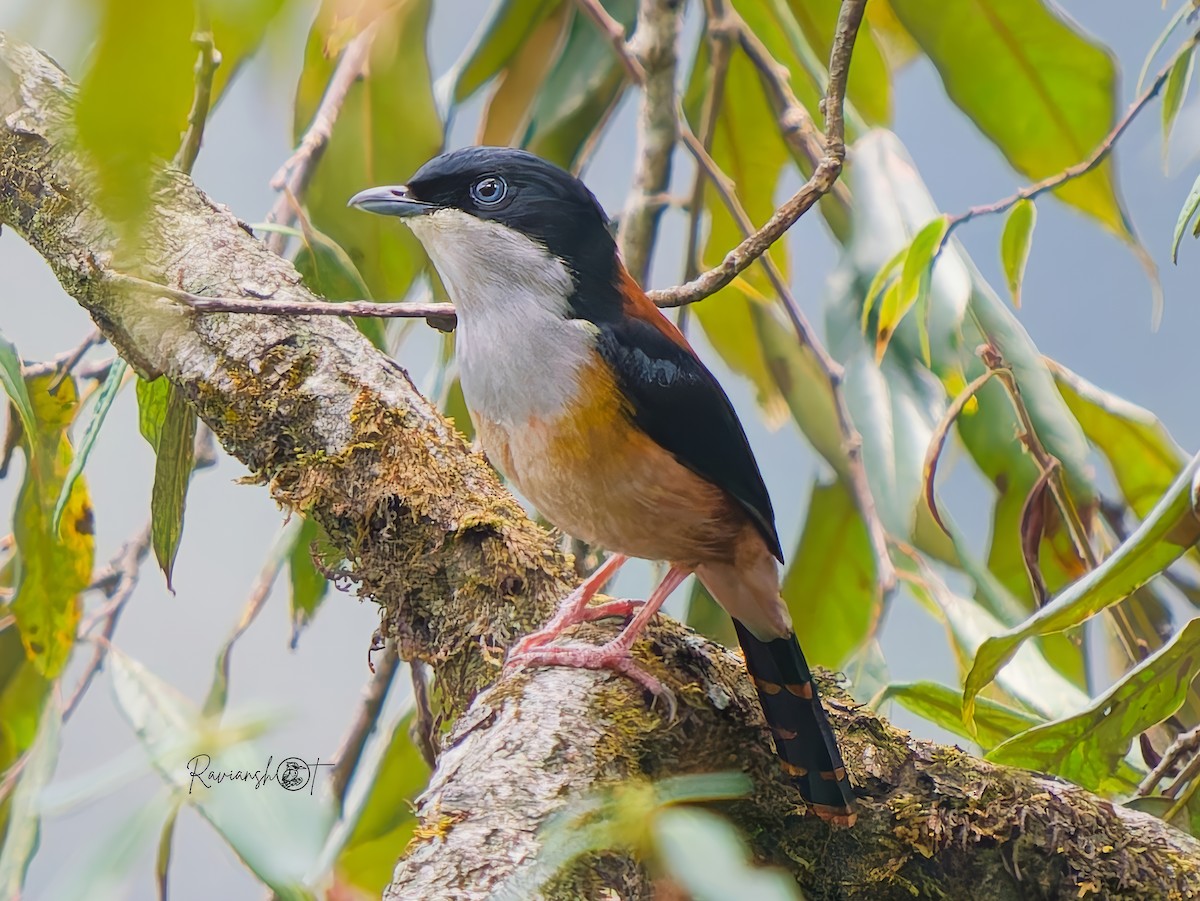 Black-headed Shrike-Babbler - ML636711793