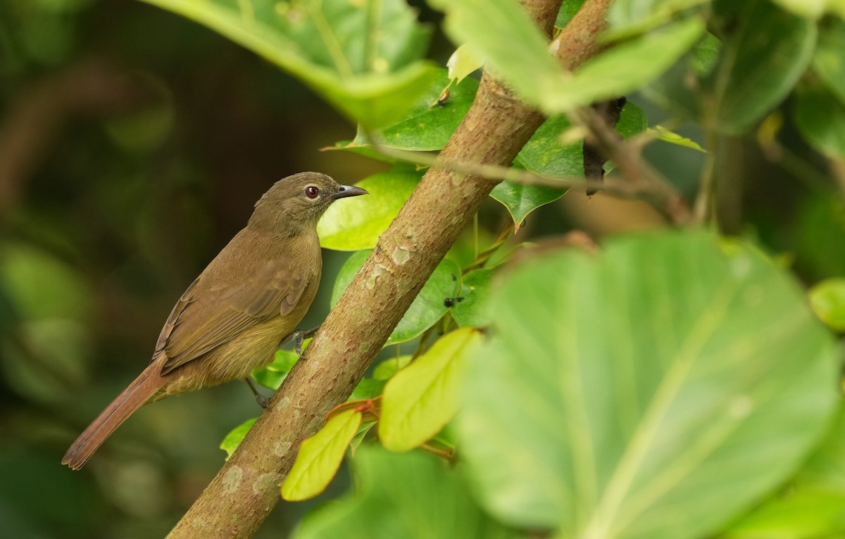 Gray Greenbul - ML636711794