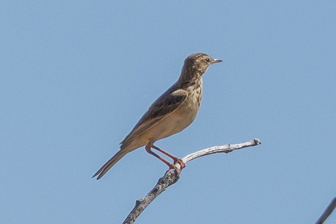 Nicholson's Pipit - ML636711810