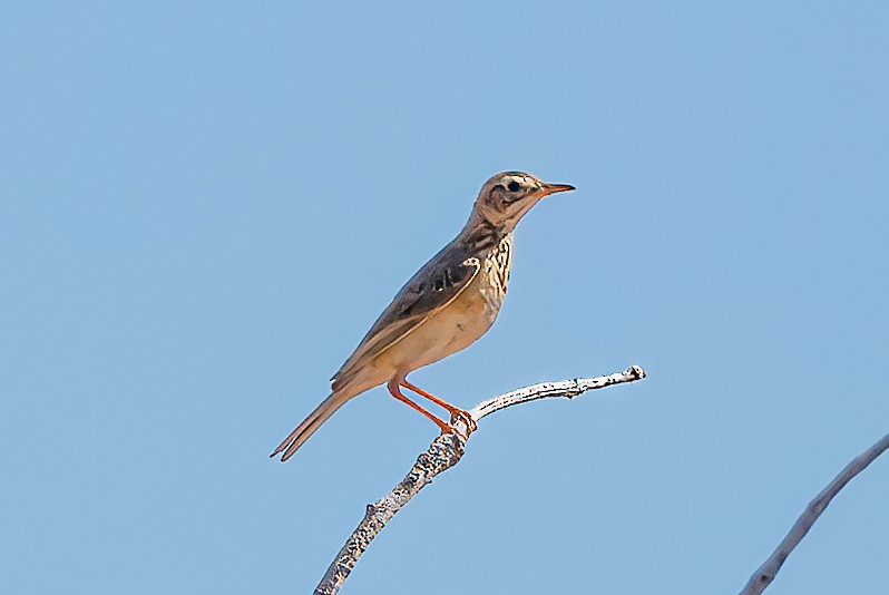 Nicholson's Pipit - ML636711811