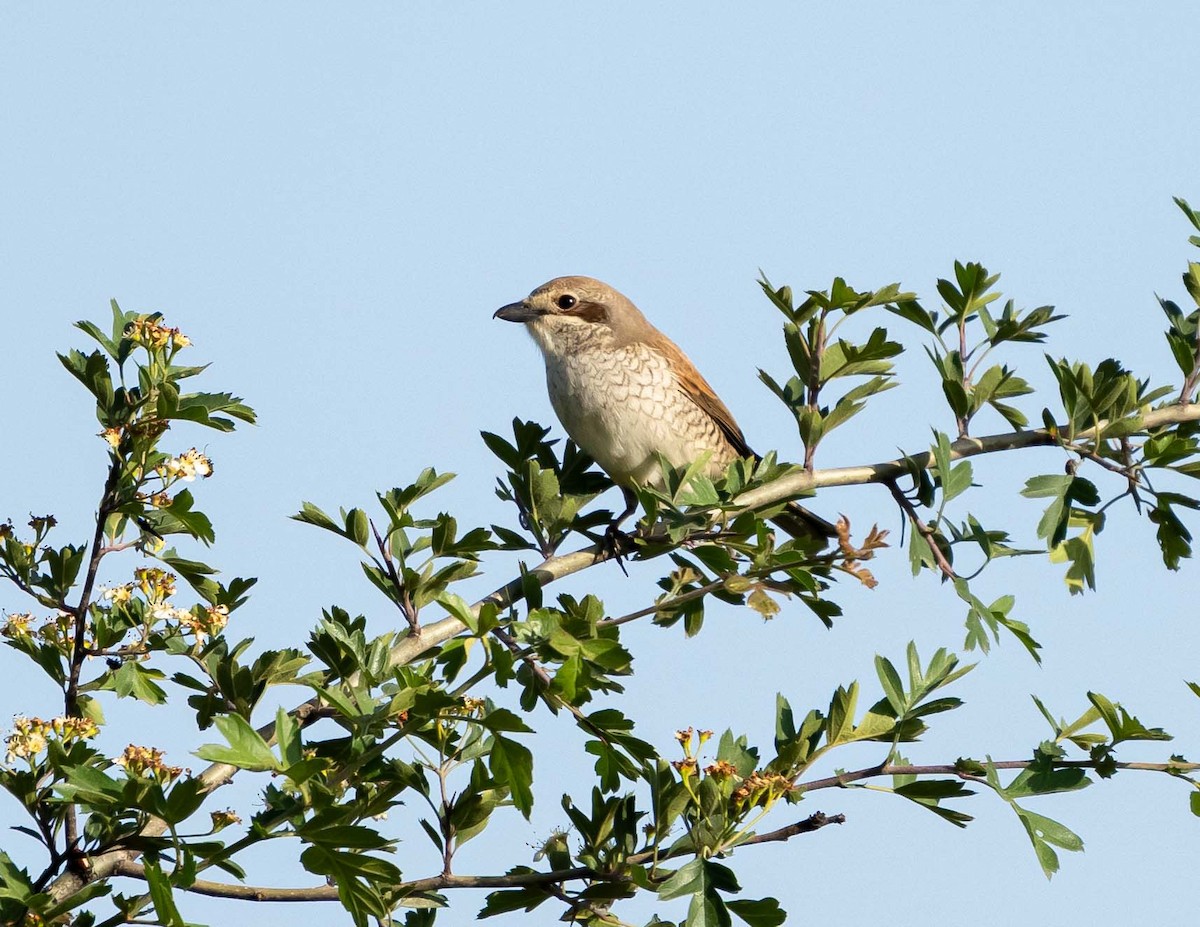 Red-backed Shrike - ML636711821