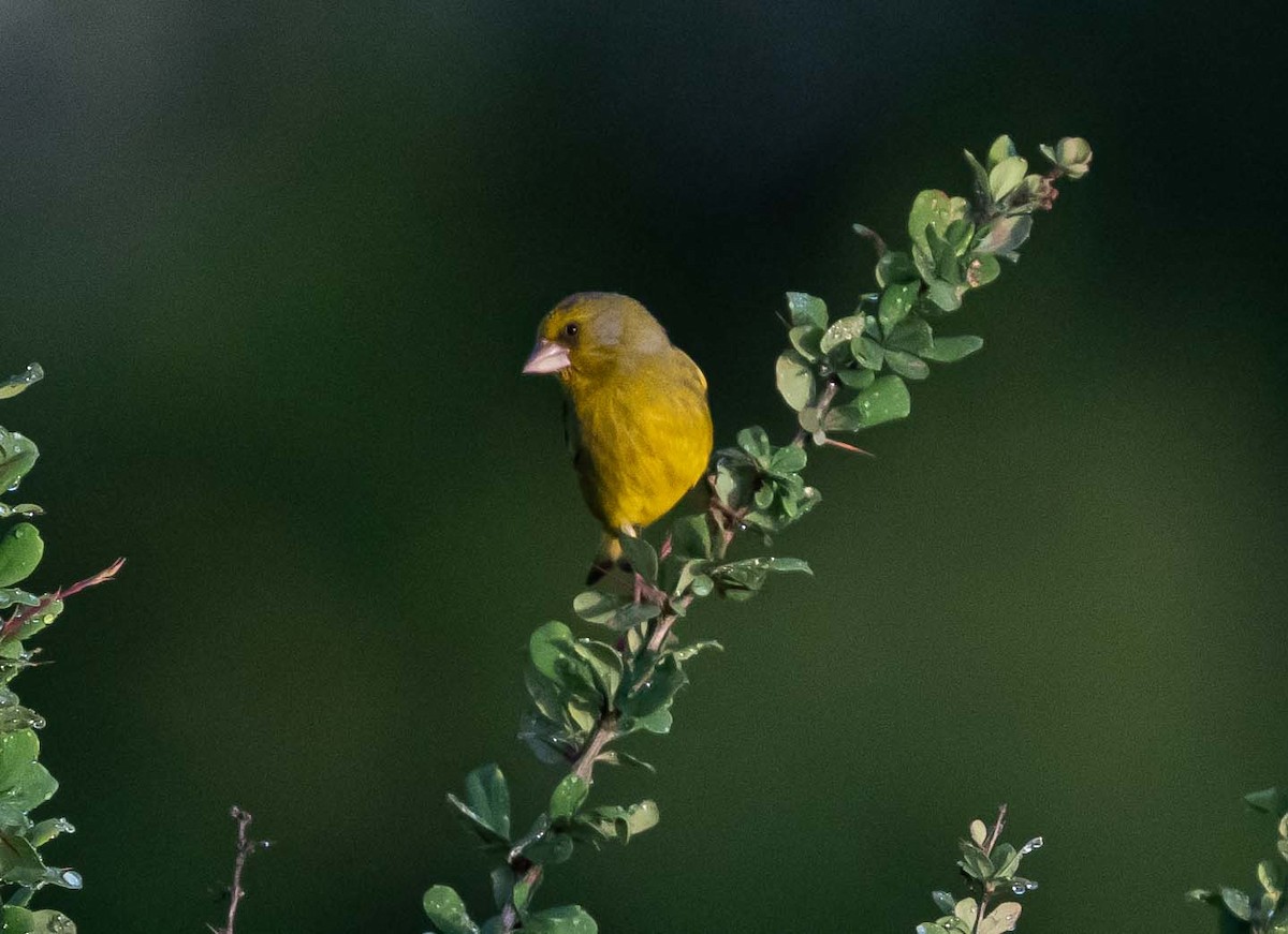 European Greenfinch - ML636711823