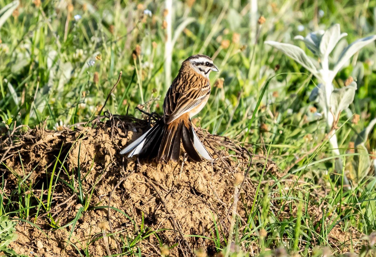 Rock Bunting - ML636711826