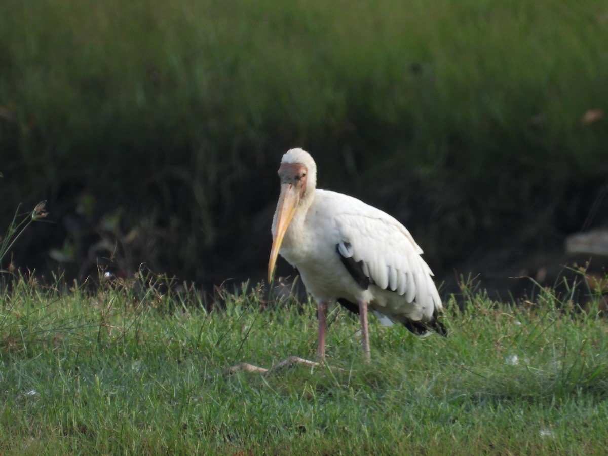 Milky Stork - ML636711827